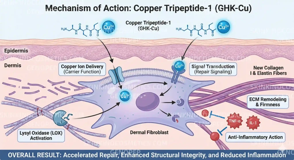 Copper Tripeptide-1 (CAS: 49557-75-7) Anti-Aging Peptides 1