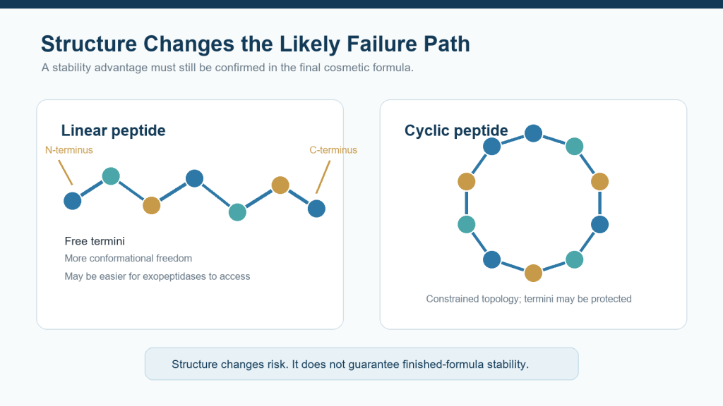 Cyclic vs Linear Peptides in Complex Formulas: What a Stability Experiment Really Shows 1