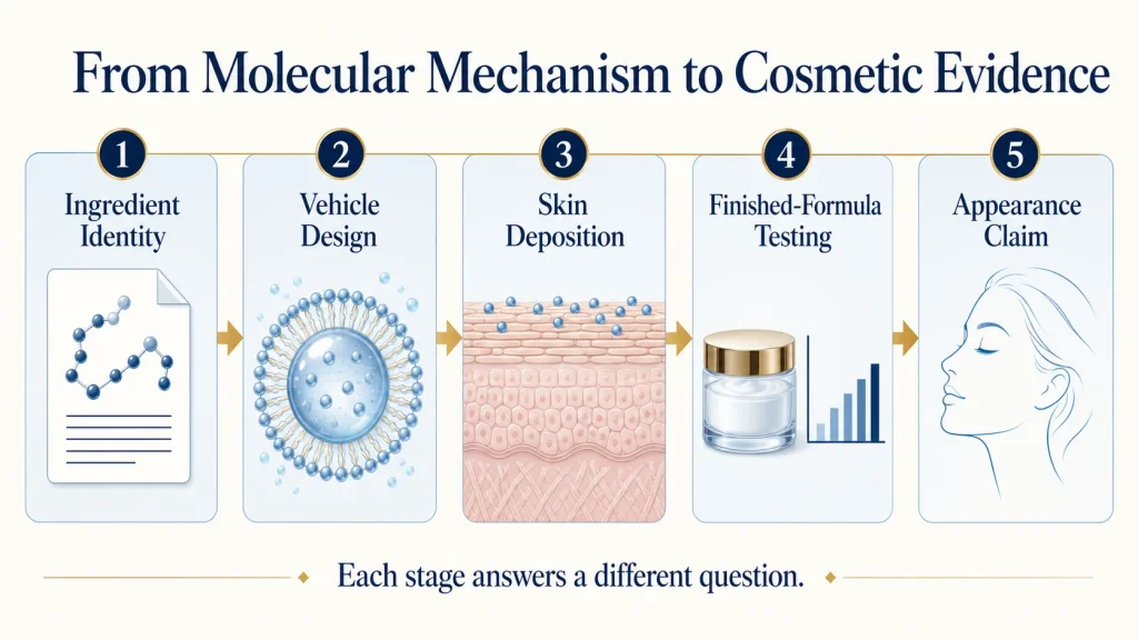 How Does Acetyl Hexapeptide-8 Work? Understanding Its SNAP-25 and SNARE-Inspired Mechanism 3