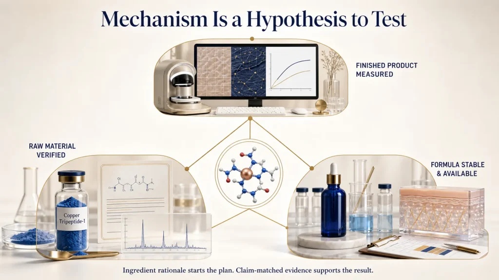 How Does GHK-Cu Work in Skincare? Understanding Copper-Peptide Signaling 3