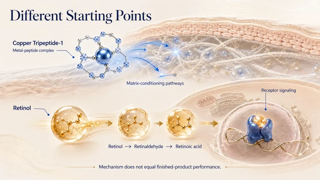 Copper Peptides vs Retinol: Mechanisms, Benefits, and Product-Development Trade-Offs 1