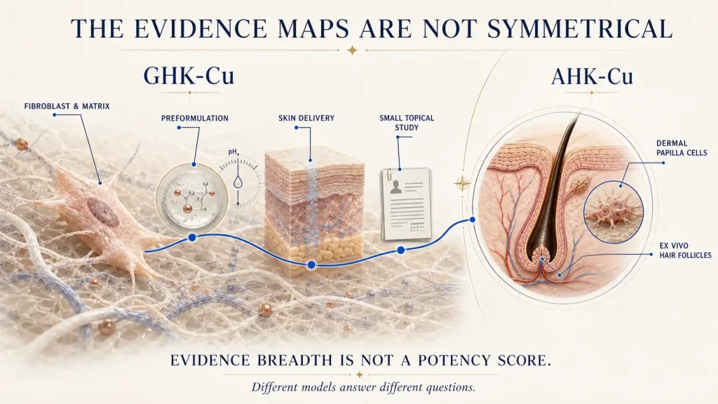 GHK-Cu vs AHK-Cu: What Changes, What the Evidence Supports, and How Formulators Should Choose 2